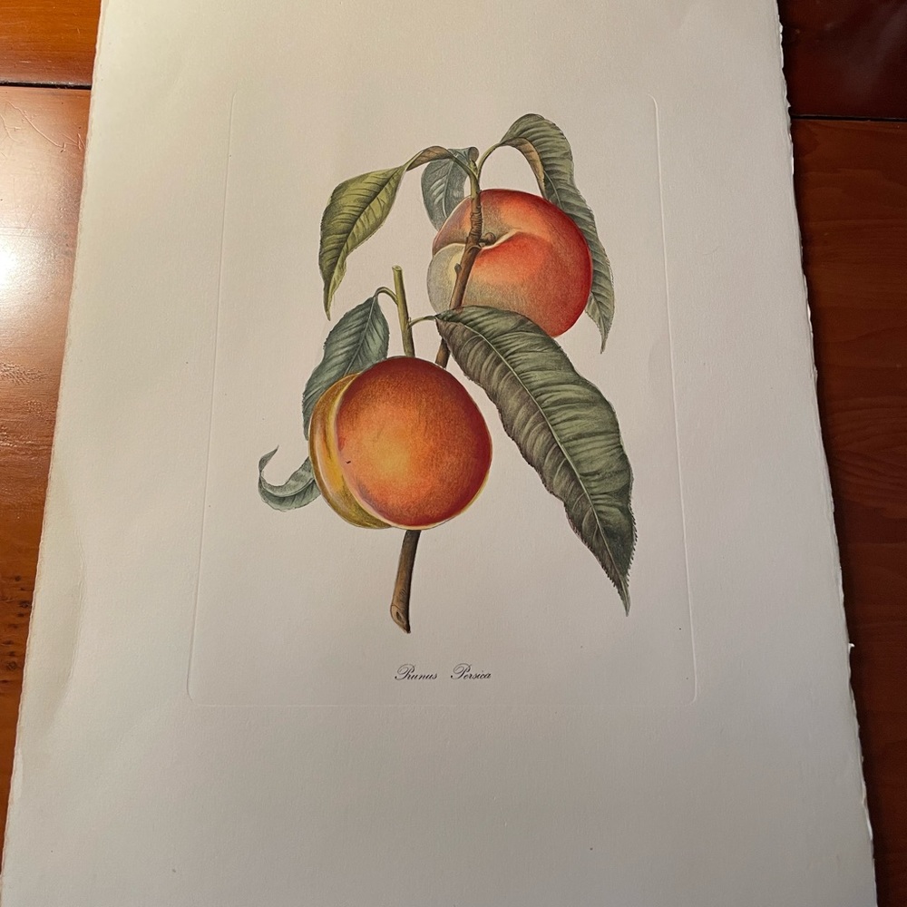 Hand Colored Botanical - Picture 2 of 9
